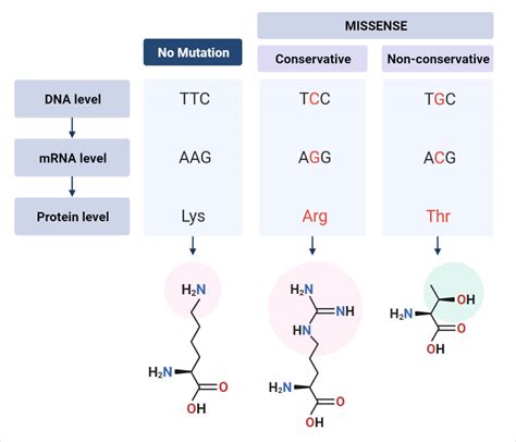 Missense Mutation- Definition, Causes, Mechanism, Types, Examples