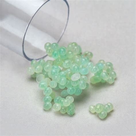 Hornworm Eggs (Manduca sexta), Living, Unit of 30-50 | Carolina.com