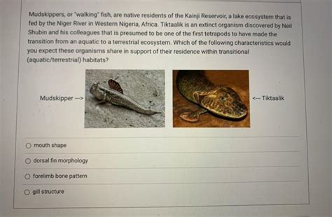 Solved Mudskippers, or walking" fish, are native residents | Chegg.com