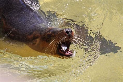 Australian Sea-Lion eating a Fish. — Stock Photo © cloudia #2515419