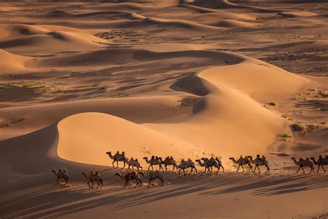 The pale golden dunes of Khongor Els