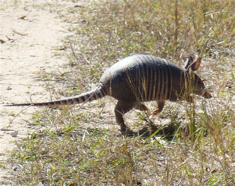 Baby nine banded armadillo | Flickr - Photo Sharing!