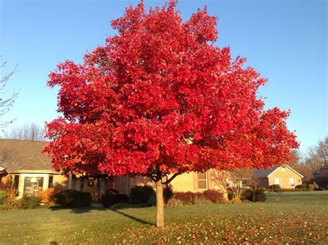 October Glory Red Maple is always most beautiful in November. | Red ...