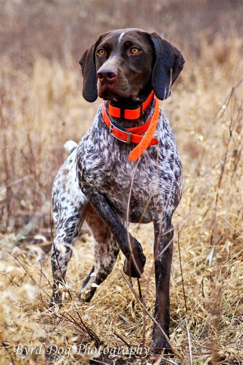 Best 25+ Hunting dogs ideas on Pinterest | Hunting dog breeds, Duck ...