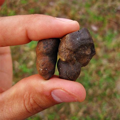 Two Coprolites - Fossilized Poop | Pleistocene (10,000 - 100,000 Years ...