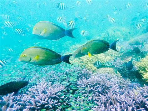 Diving in Coron, Philippines (Plus tips for getting your PADI Open ...