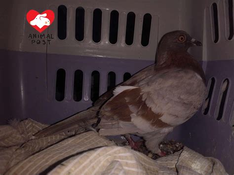 Banning Rat Glue: Rescued Pigeons in Sheung Shui, Tin Ping Village ...