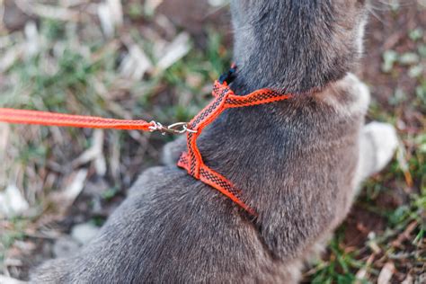 How To Train A Cat To Walk On A Leash - All About Cats