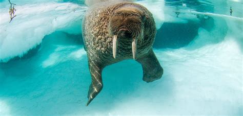 Walrus (Odobenus rosmarus) pictoral | The World of Animals