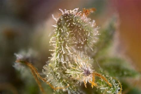 The Different Kinds of Cannabis Trichomes | Leafbuyer