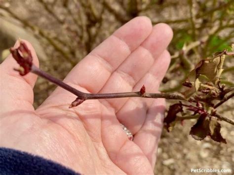 Pruning Knockout Roses: when, what and how - Garden Sanity by Pet Scribbles