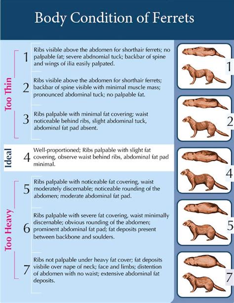 Ferret Body Chart Physical Laminated Copy | Etsy