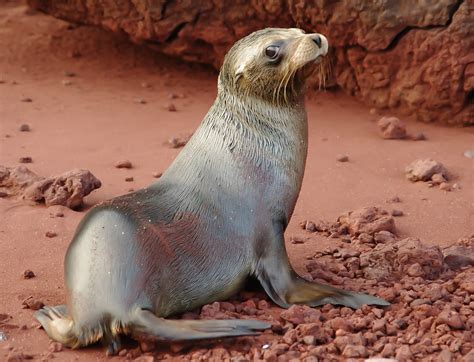 Galapagos Fur Seal on the red sand beach of Rabida/Jervis … | Flickr