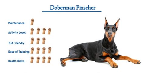 Doberman Pinscher Dog Breed… Everything You Need to Know at a Glance!