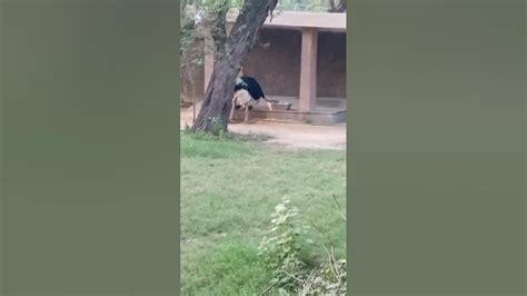 Ostrich having food #ostrich #wildlife #wild #zoo #feed #viral # ...