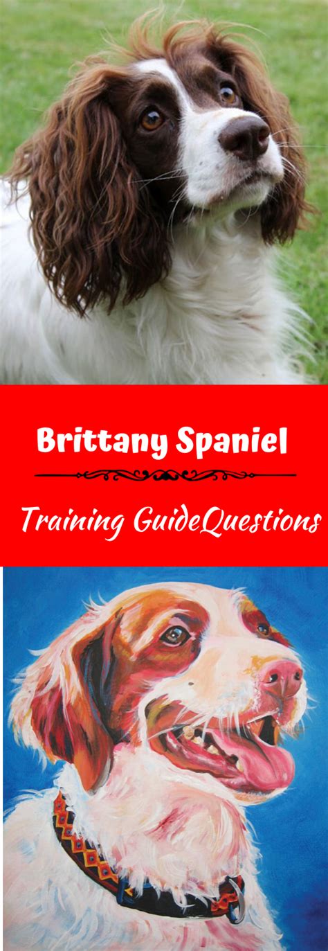 Brittany Spaniel Training Guide | Our Deer | Brittany dog, Brittany ...