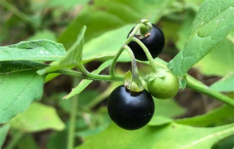 The delicious 'wild wonderberry' | Wild Food Girl