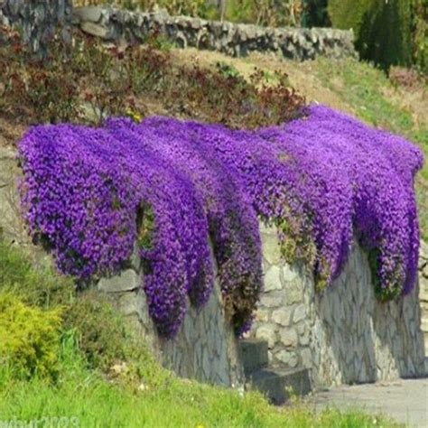 Ground Cover Rockcress Purple Flower Seeds Aubrieta Deltoidia in 2022 ...