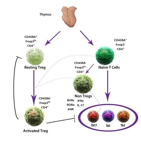 Regulatory T cells: Resting Tregs vs Activated Tregs