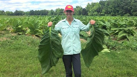Ph.D. Student Maggie Short: Looping Back To Tobacco | Crop and Soil ...