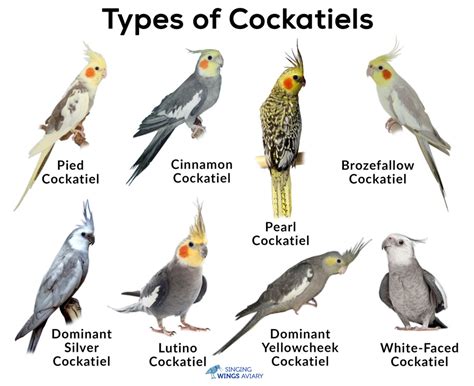 Cockatiels: List of Types, Colors, Care as Pets, Lifespan, Pictures