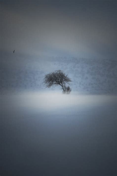 Lone Tree Photos, Download The BEST Free Lone Tree Stock Photos & HD Images