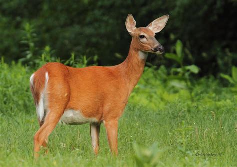 Evening Whitetail Doe by natureguy on DeviantArt