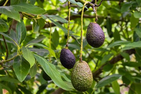 How to Grow Avocados from the Stone - BBC Gardeners World Magazine