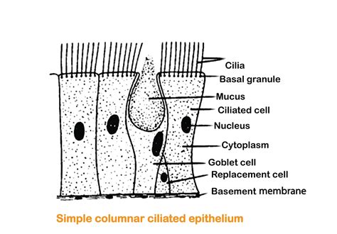 Ciliated Epithelium Labeled