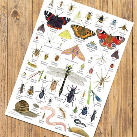 British Minibeasts, Invertebrates Identification A4 Card Poster