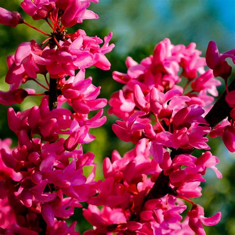 Appalachian Redbud Trees For Sale Online | The Tree Center™