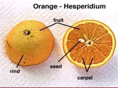 Definition Of Hesperidium Fruit