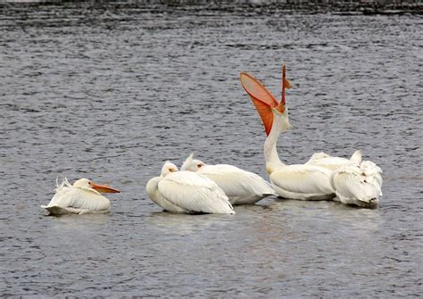 American White Pelicans at Bear River Migratory Bird Refuge in Utah ...