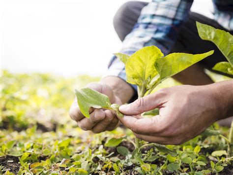 ¿Qué es la Agricultura Ecológica? - Blog Lamastore