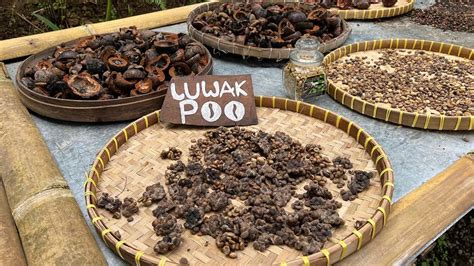 Kopi Luwak: The Expensive Coffee Cruelly Made of Civet Poop | HowStuffWorks