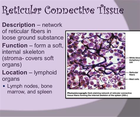 Reticular connective tissue - Brainly.in