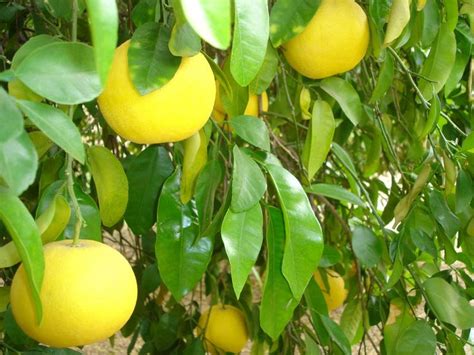 Growing A Grapefruit Tree: How To Care For Grapefruit Trees | Grapefruit tree, Grapefruit plant ...