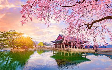 Spring in South Korea, south korea, cherry blossom, architecture ...