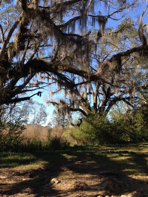 Spanish moss draped oak trees in North Florida | Tree, Countryside, Oak tree