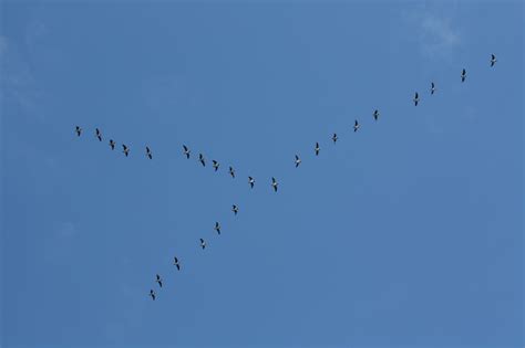 Free Images : nature, wing, sky, flock, travel, line, birds, bird migration, wild geese, bird ...