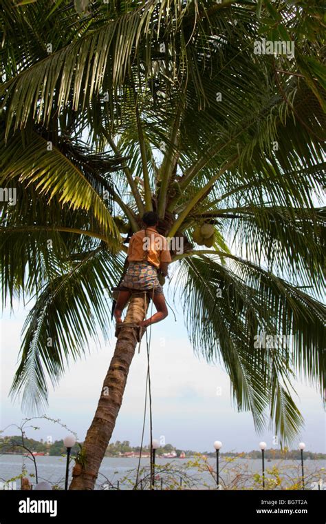 Indian man climbing coconut tree palm Stock Photo - Alamy