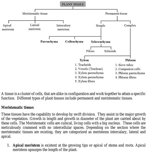 How many types of plant tissues are there? What are their functions and ...