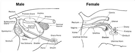 Female Pig Reproductive System Diagram - Drivenheisenberg