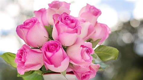 HD wallpaper: rose, pink roses, pink flowers, rose bouquet, beautiful ...