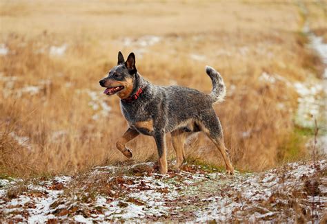 Blue Heeler Wolf Mix