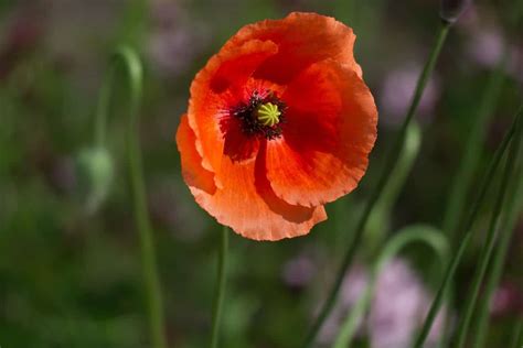 Poppy Flower Meaning and Symbolism - Plant and Flower Dictionary