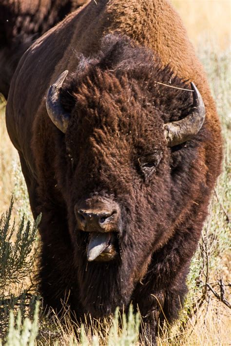 Species Profile: Grand Teton Bison | Eco Tour Adventures