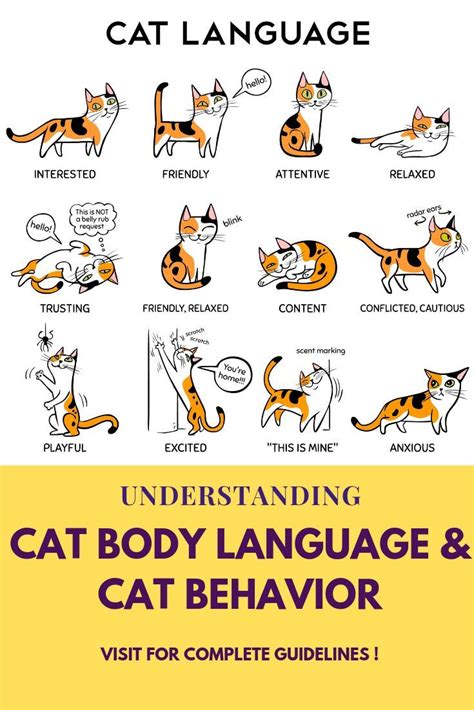 Cat Body Language & Behavior | Cat behavior, Cat behavior chart, Cat ...