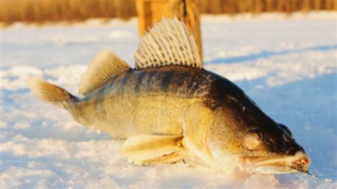 9 Best Ice Fishing Lures for Walleye of All Time ⋆ Tackle Scout