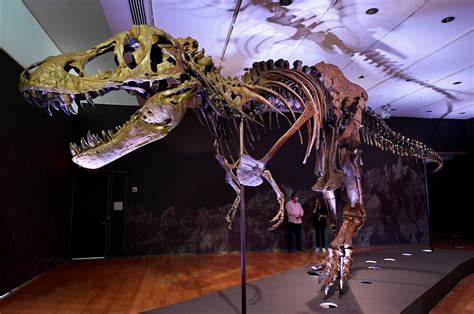 Why Does The T Rex Skeleton At The American Museum Of Natural History ...